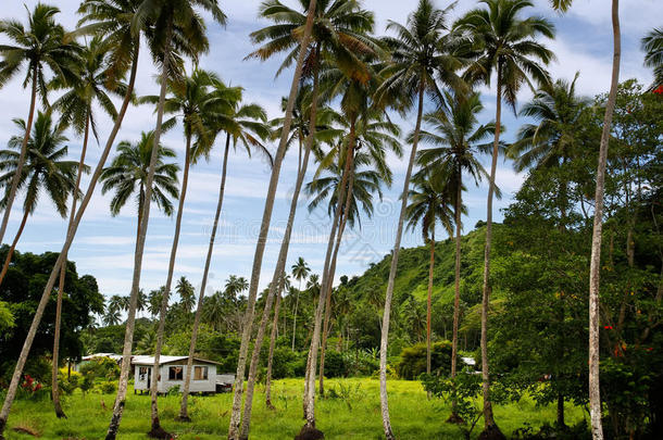 斐济瓦努阿列夫岛棕榈林当地住宅