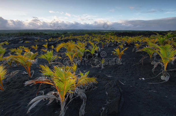 日落火山沙场植物景观