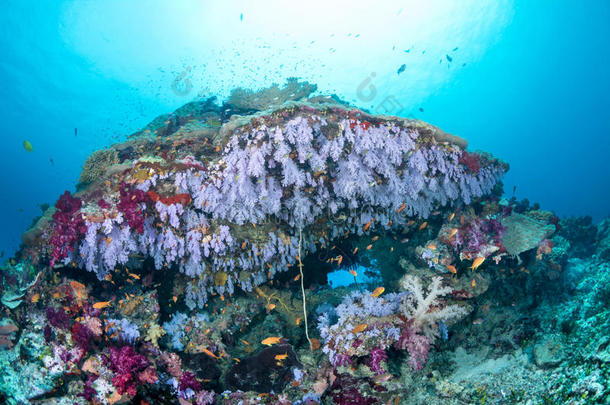 紫色珊瑚色彩斑斓的热带珊瑚礁