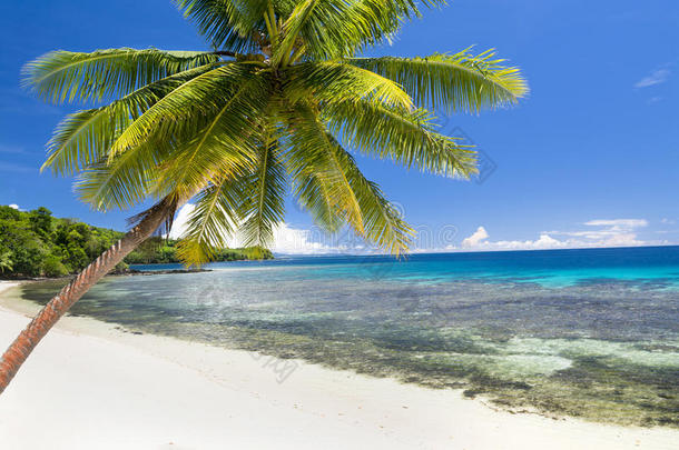 棕榈树异国风情海滩