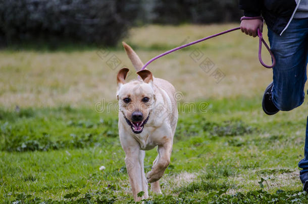 家谱宠物一只棕色的拉布拉多犬和一个男孩在草地上奔跑