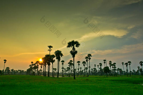 夕阳下的农田