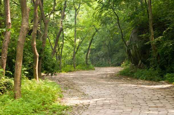 树林间的路