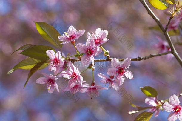 粉红樱花<strong>折页</strong>