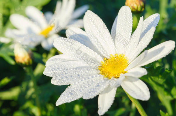 野生白色雏菊花