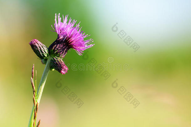 紫蓟花