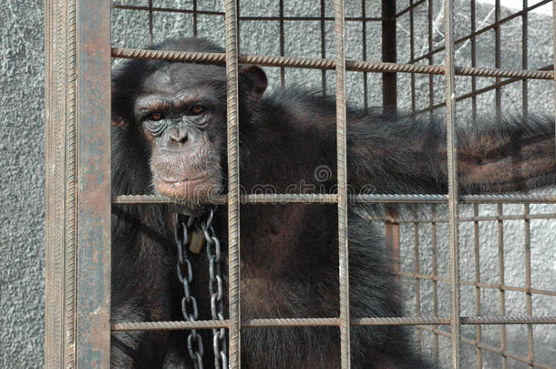 黑猩猩在笼子里和锁链里