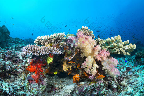 珊瑚色彩斑斓的热带珊瑚礁