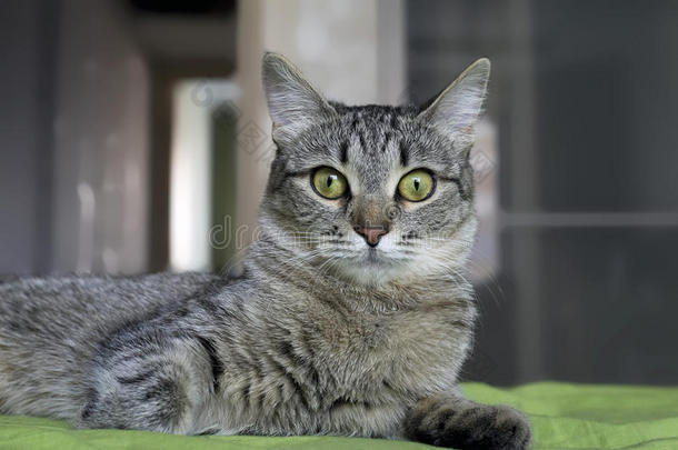 灰条纹猫，眉毛上有m字。