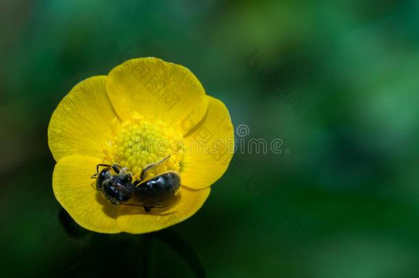 毛茛黄色毛茛花上的黄蜂大特写花粉2