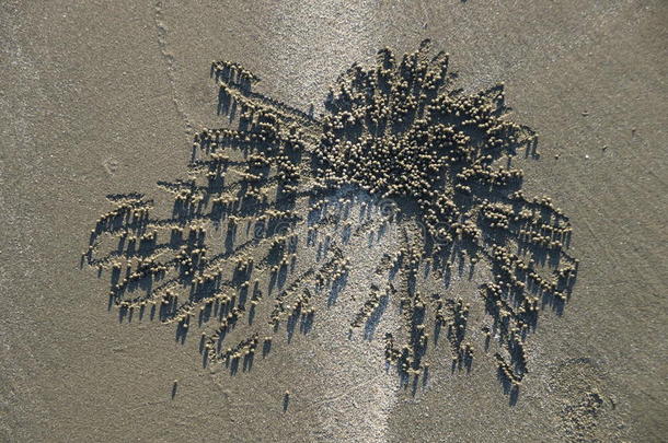 沙滩上的螃蟹图案