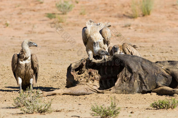 喀拉哈里，秃鹫在争夺食物的统治权