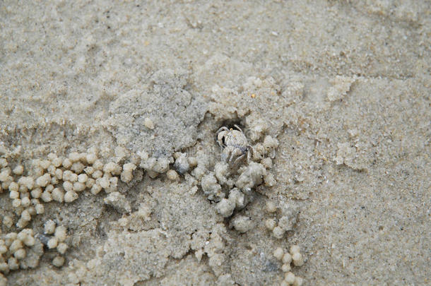 沙子里的小螃蟹
