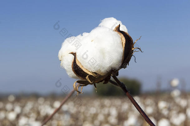 棉花田，白色的，成熟的棉花，准备收割
