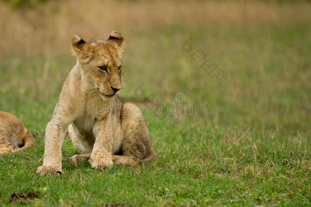南非丛林中的小狮子