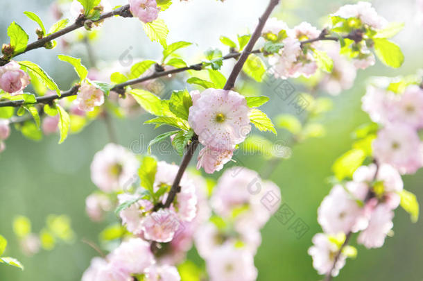 日本樱花，春暖花开，柔情似水