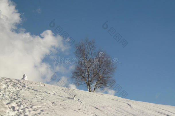 冬季树木雪景