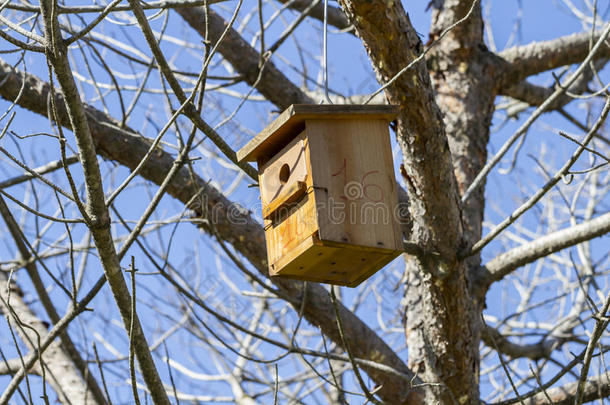 鸟-盒子。小鸟夏天树林里树上的房子