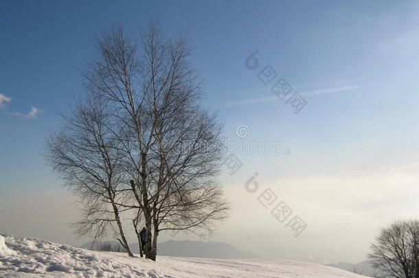 冬季树木雪景