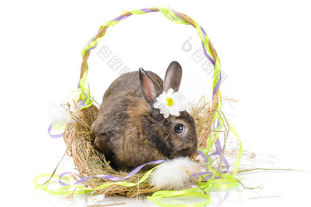 复活节兔子坐在篮子里