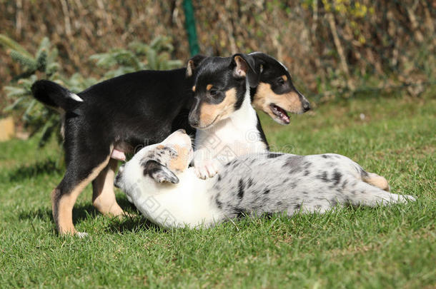 牧羊犬小狗在花园里<strong>顺利</strong>地玩耍