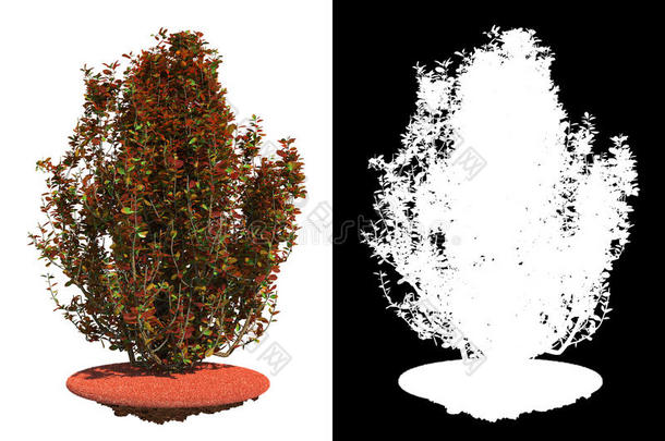 独立的红色灌木与细节光栅遮罩。