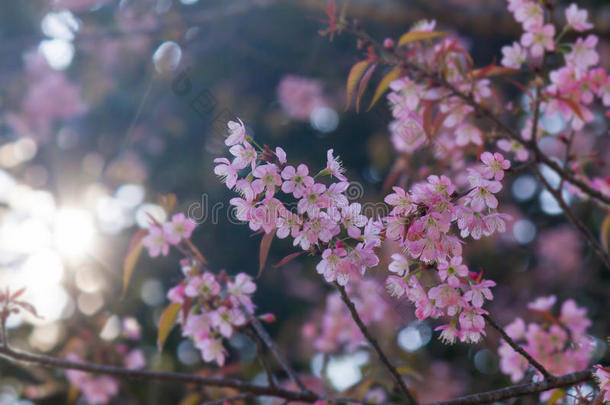 樱花或粉红樱花伴阳光