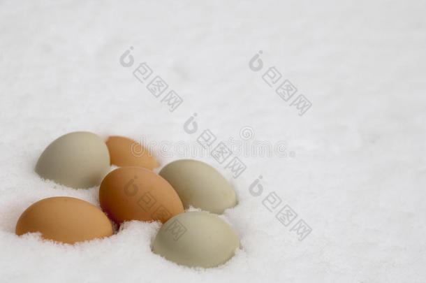 白雪散养鸡蛋