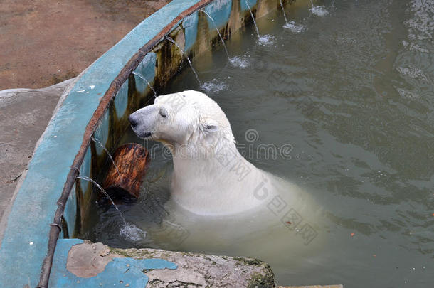 游泳池动物园里的北极熊。