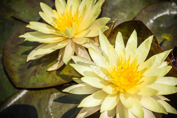 两朵黄莲或荷花在池塘里盛开