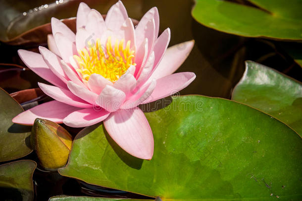 池塘里盛开着叶子的粉红色荷花或睡莲