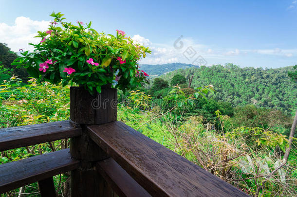 森林山蓝天木台上的粉色花朵