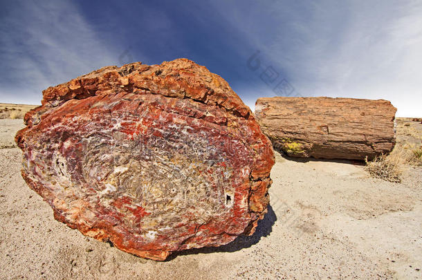 石化树，石化森林国家公园，亚利桑那州，美国。