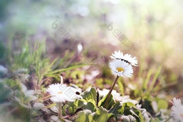 小雏菊-春雏菊