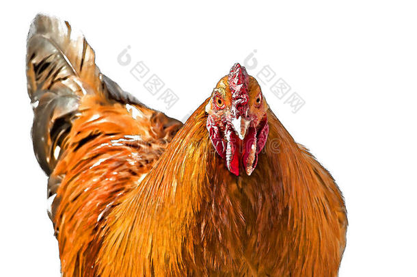 水墨丙烯画《红母鸡》