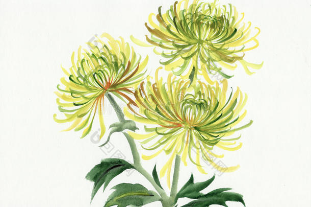 黄绿菊花