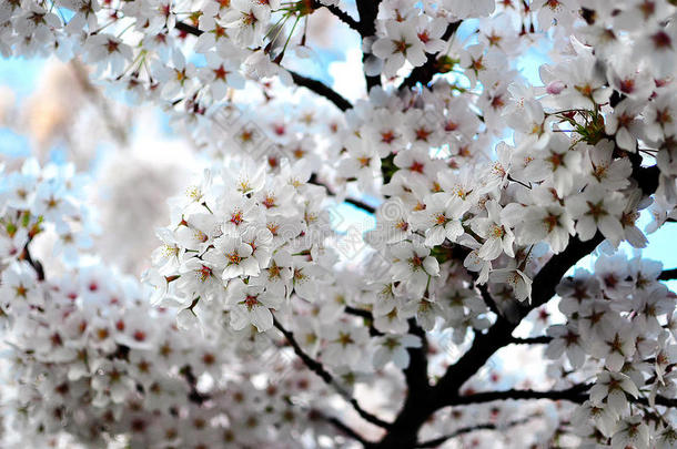 春意盎然-白樱花盛开
