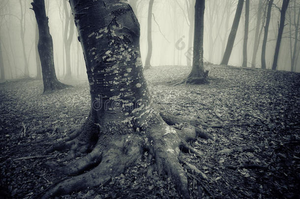 在万圣节的黑暗森林里，树木诡异