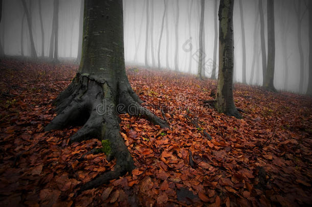 在万圣节，浓雾笼罩的黑暗森林、红叶和<strong>树根</strong>粗壮的<strong>树木</strong>