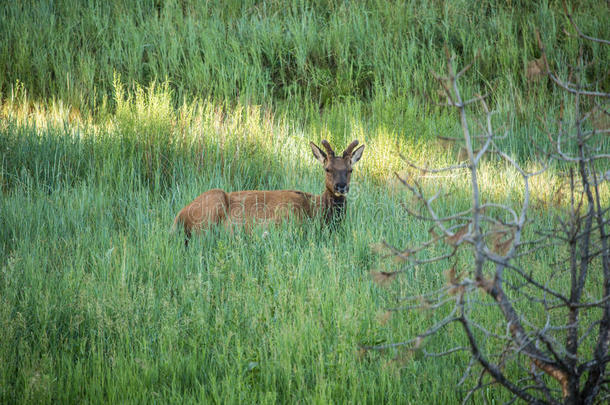 科罗拉多州树木和草地上的小麋鹿