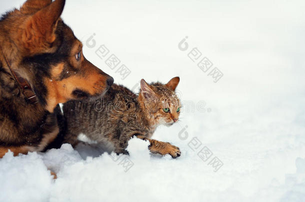 雪地里的<strong>猫狗</strong>