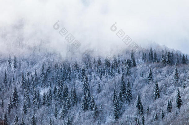 高加索山脉树木茂盛的山坡在云层的阳光下