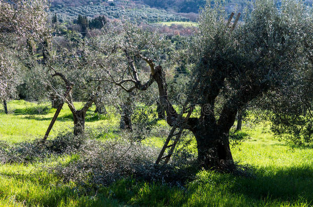 在意大利，橄榄树被修剪和修剪