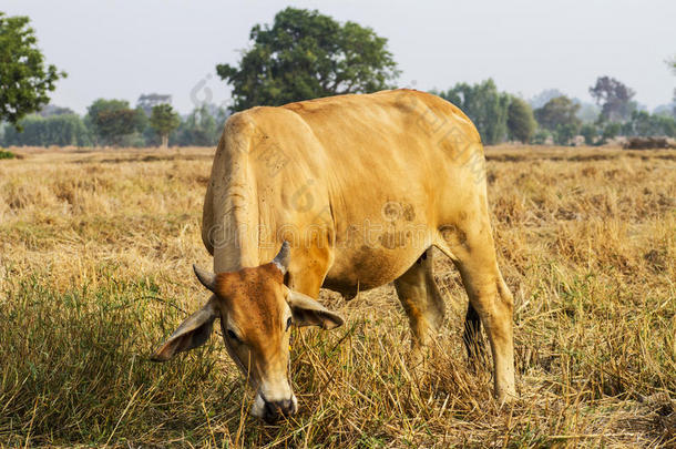 奶牛在一片宽阔的田地里吃草