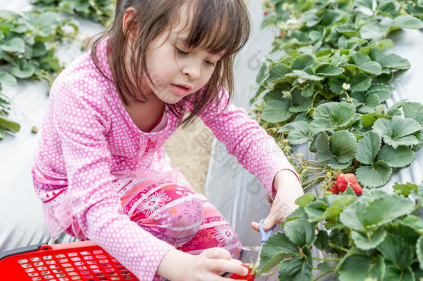 草莓农场摘水果的漂亮女孩