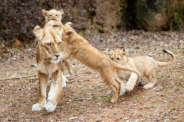 非洲小狮子和它们的妈妈玩耍
