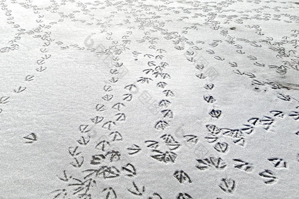 大雁在雪地上留下足迹