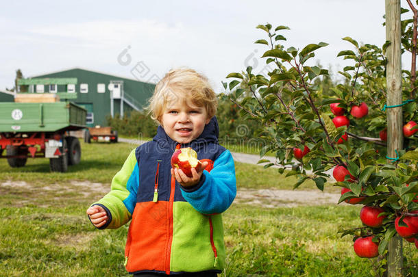 正在学<strong>走路</strong>的小<strong>男孩</strong>在摘红苹果