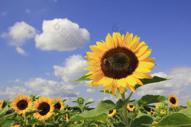 一群向日葵和一个大向日葵，映衬着多云的蓝色花朵