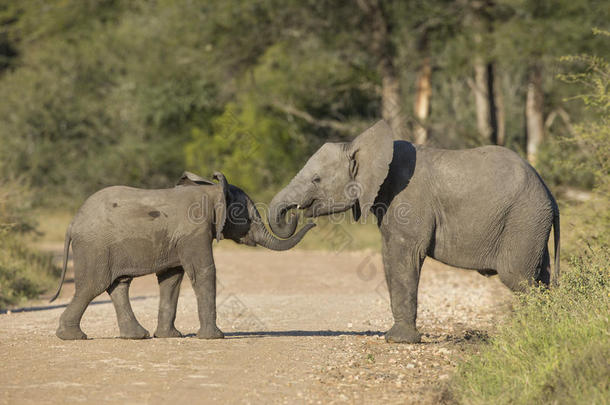 两只非洲象（非洲象）南非